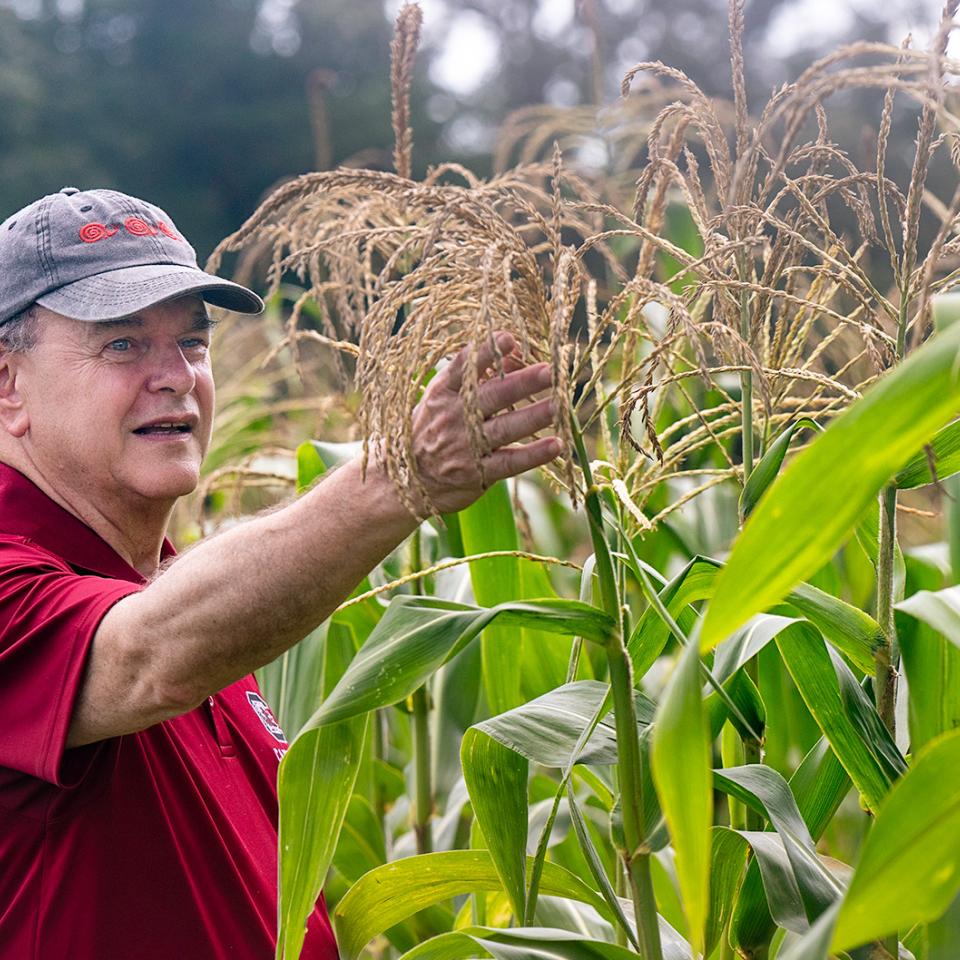 David Shields in a field of rice